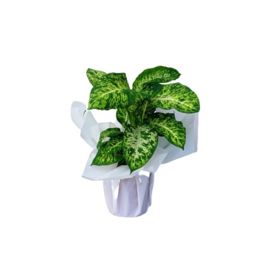 Dieffenbachia